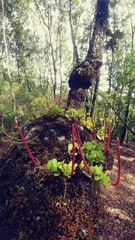 Peperomia rotundifolia