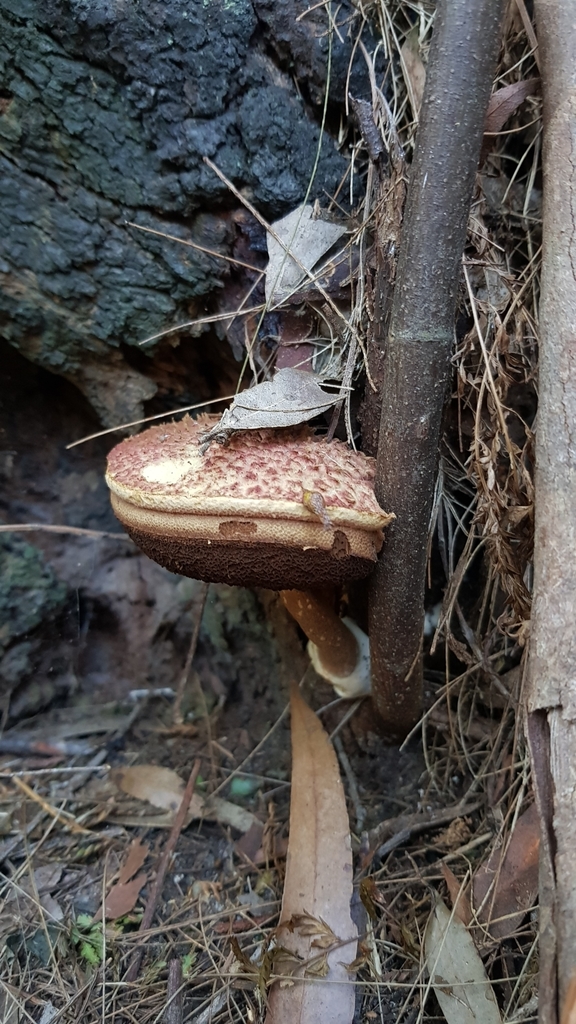 Boletellus Aurocontextus From Brown Rd Opp The Comenarra Pkwy ...