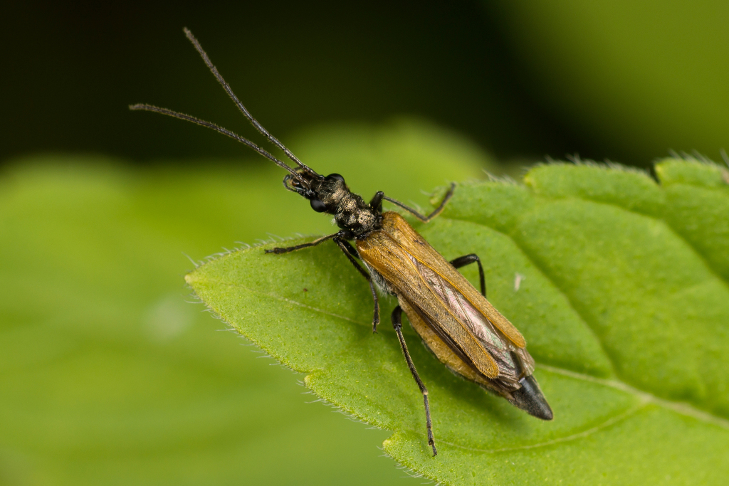 Oedemerini