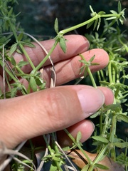 Galium virgatum