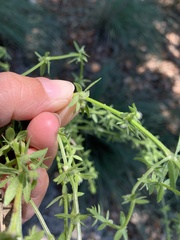 Galium virgatum