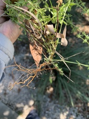 Galium virgatum