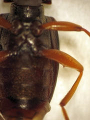 Stenadelium striatum