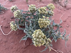 Asclepias macrosperma