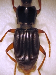 Stenadelium striatum
