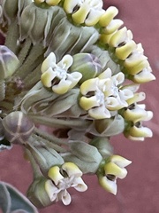 Asclepias macrosperma