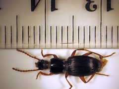 Stenadelium striatum