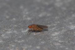 Drosophila busckii