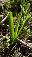 Muscari comosum image