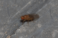 Drosophila busckii