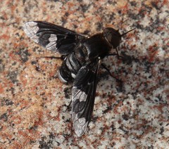 Litorhina