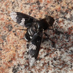 Litorhina