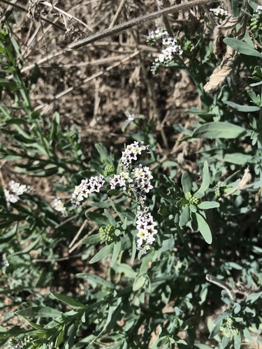 iNaturalist observation photo of alkali heliotrope