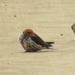 South African Lesser Striped Swallow - Photo (c) magdastlucia, some rights reserved (CC BY-NC), uploaded by magdastlucia