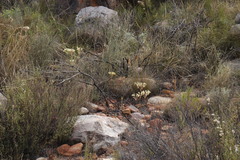 Pelargonium rapaceum