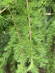 Pinaceae