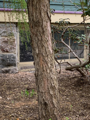Pinaceae