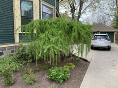 Pinaceae