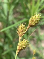 Carex brevior