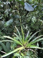 Guzmania
