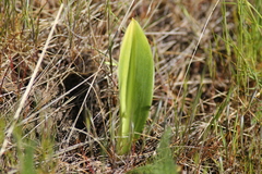Fritillaria affinis
