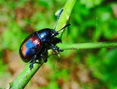 Platycorynus undatus