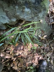 Asplenium attenuatum
