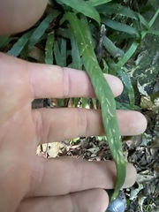 Asplenium attenuatum
