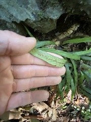 Asplenium attenuatum