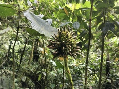 Guzmania