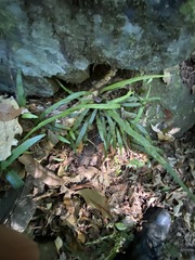 Asplenium attenuatum