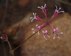 Pelargonium pilosellifolium