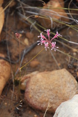 Pelargonium pilosellifolium