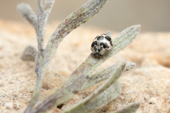Psyllobora picta