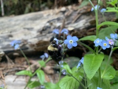 Bombus californicus