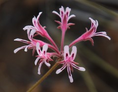 Pelargonium pilosellifolium