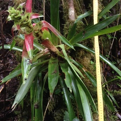 Guzmania