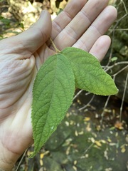 Callicarpa pedunculata