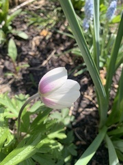 Anemonoides sylvestris