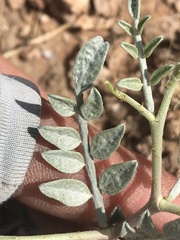 Psorothamnus fremontii