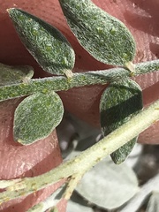 Psorothamnus fremontii