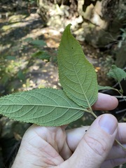Callicarpa pedunculata