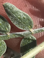 Psorothamnus fremontii