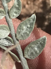 Psorothamnus fremontii