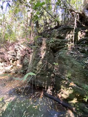 Callicarpa pedunculata