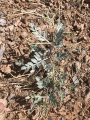 Psorothamnus fremontii