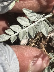 Psorothamnus fremontii