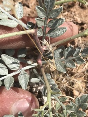 Psorothamnus fremontii