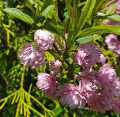 Prunus glandulosa