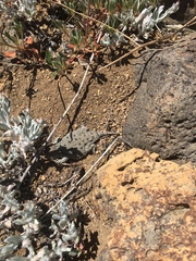 Phrynosoma douglasii